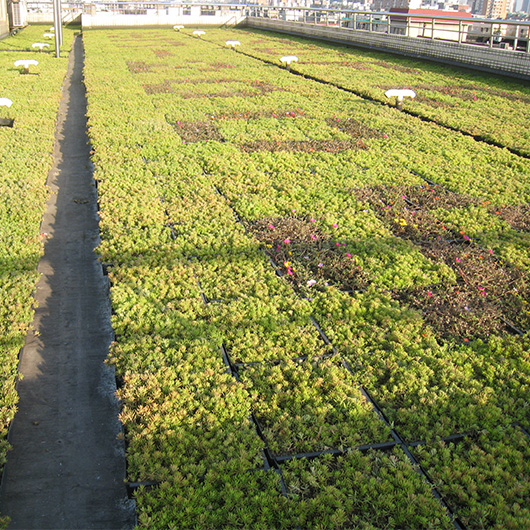 The Future of Urban Greenery: Introducing LEIYUAN's Modular Green Roof Systems