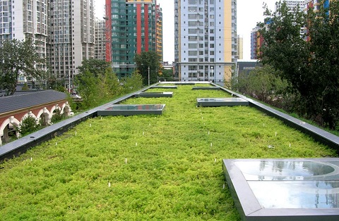 La importancia de los techos verdes para el desarrollo